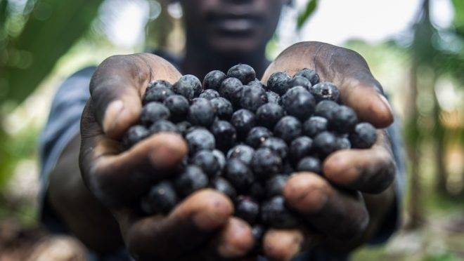 BID FINANCIA CULTIVO DE AÇAÍ - Projeto financiado pelo Reino Unido em Marajó pode ser replicado em toda a Amazônia
